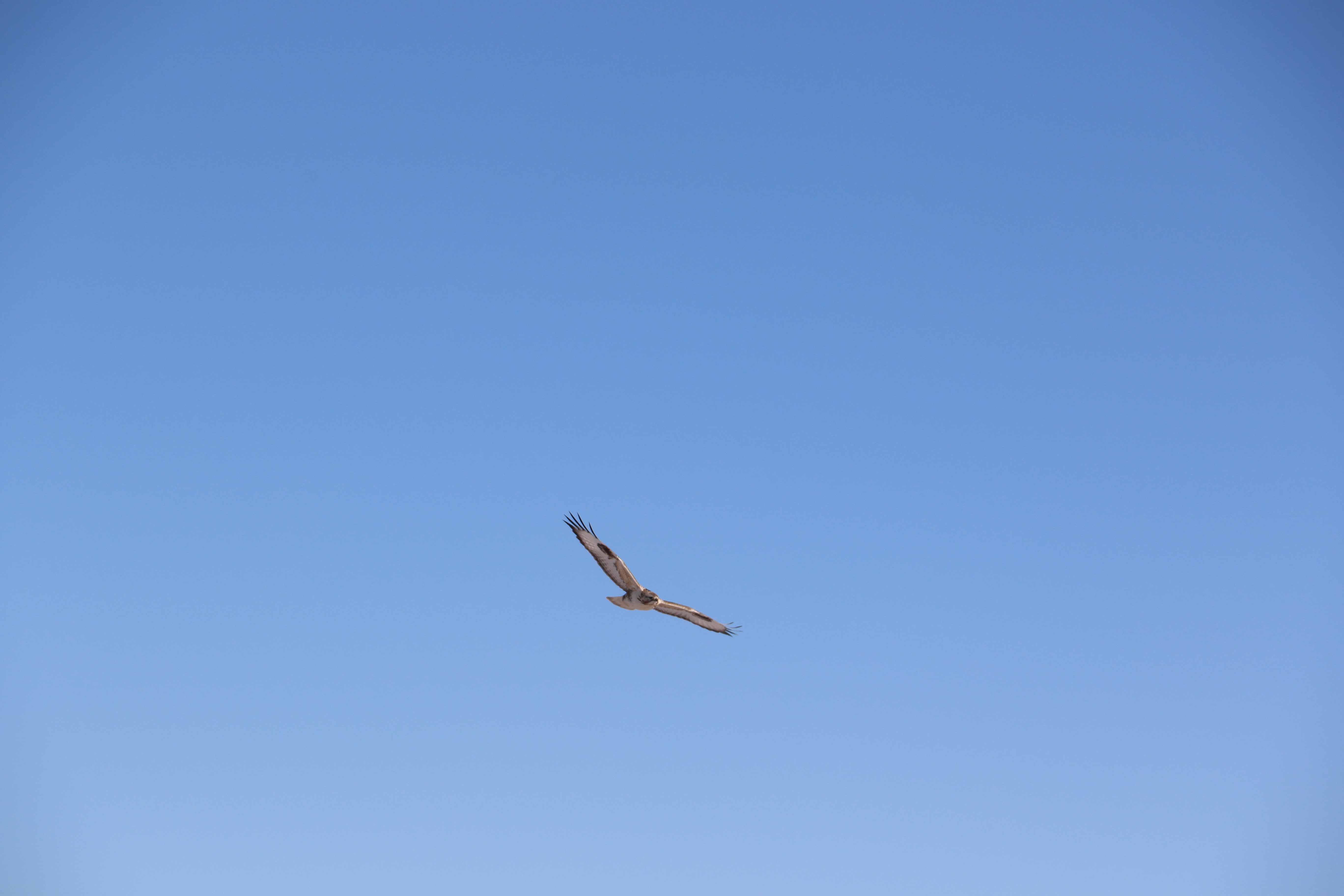 Vanier Canada Graduate